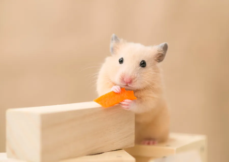 Hamster