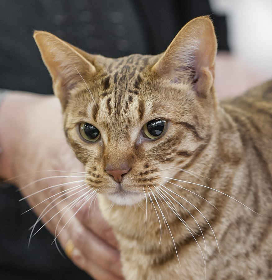 Papelde parede Ocicat 876 x 900