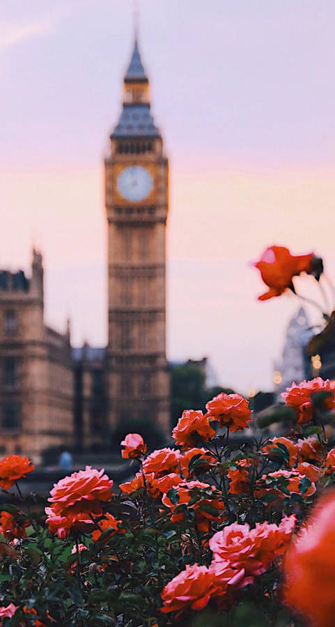 Download Roses In London Wallpaper | Wallpapers.com