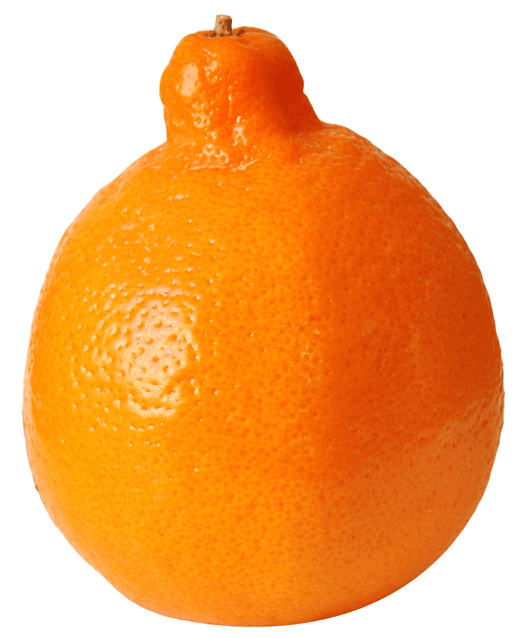 Fresh Orange Fruit Single