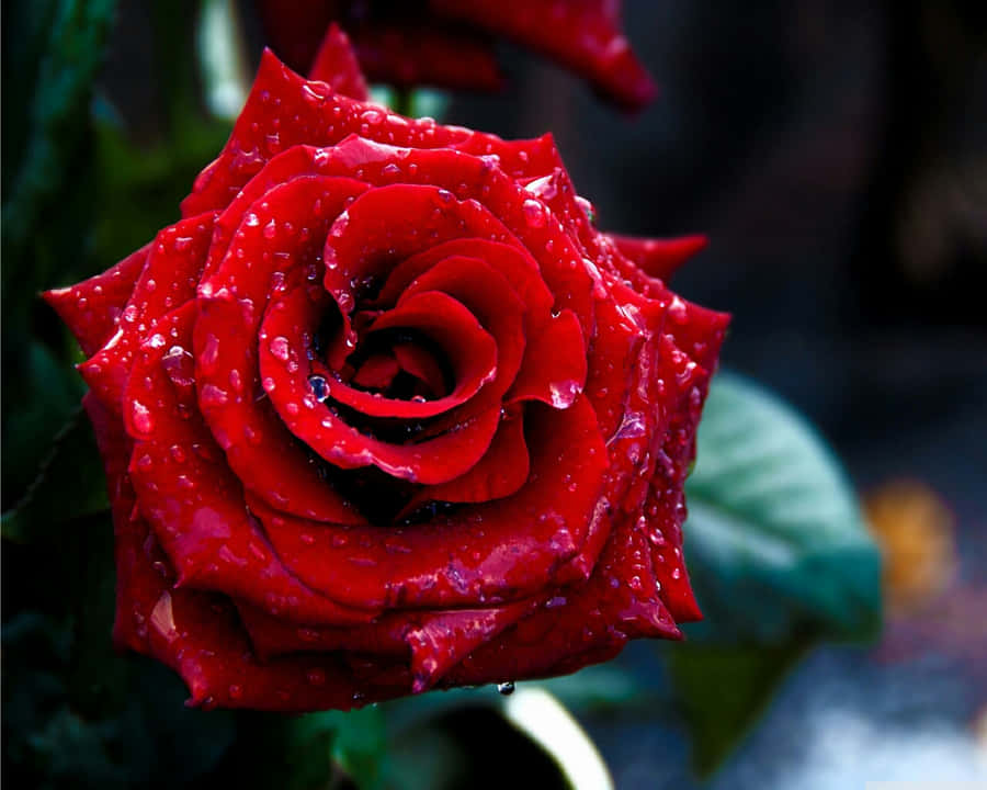 RoteBlumenbilder Bilder