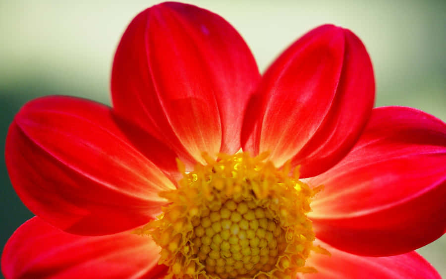 RoteBlumenbilder Bilder