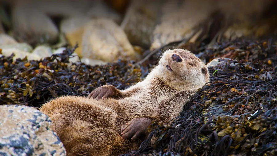 Otter background