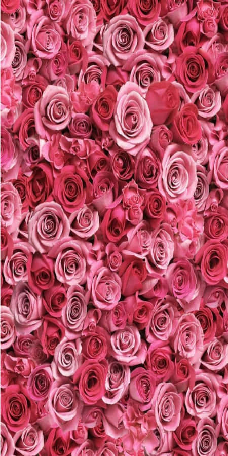 Pixel3 Fundo de Tela Vermelho com Rosas Rosa Espalhadas