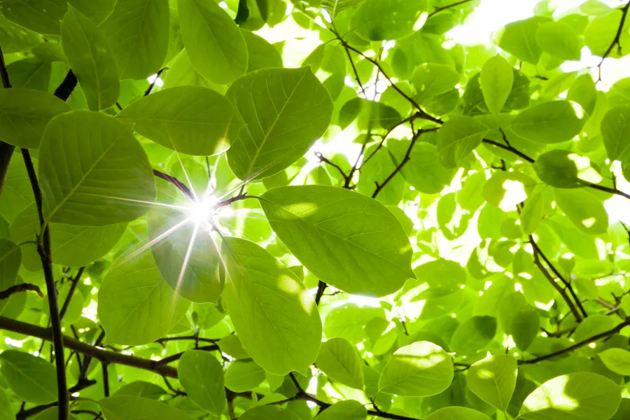 Leaf pictures
