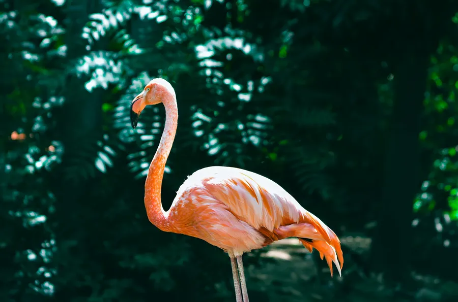 Flamingo Background