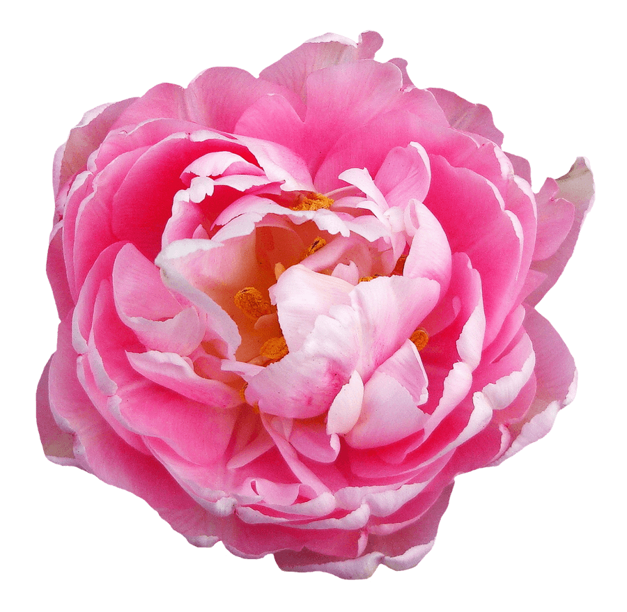 Pink Peony Transparent Background