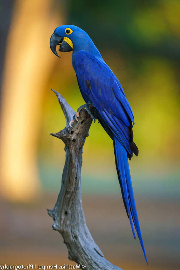 Blauer Ara auf einem Ast
