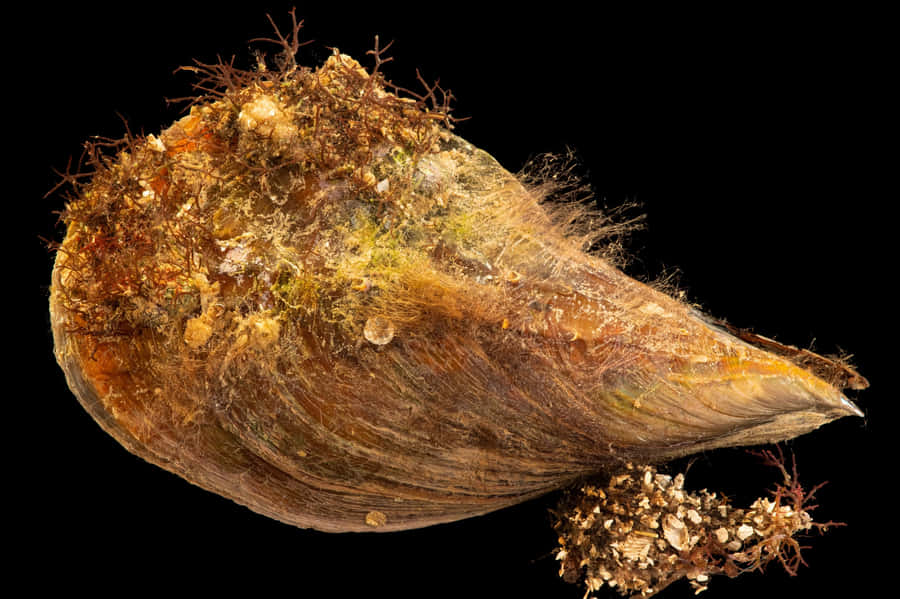 Bivalve Marino con Biofouling