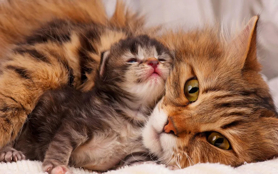 Cute Baby Kitty Snuggle