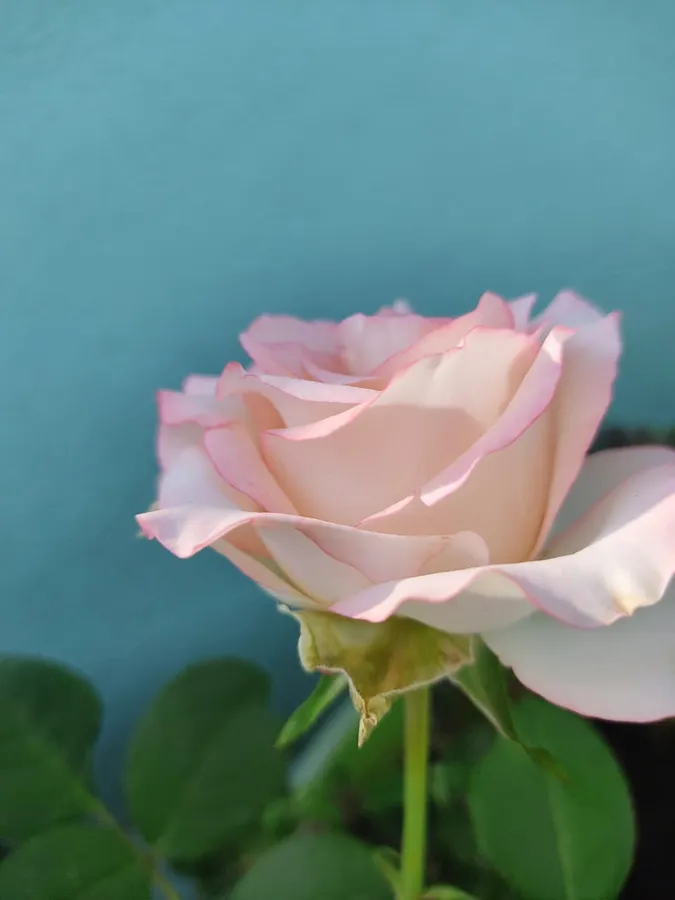 Flower,Rose,Flower Aesthetic,Blossom,Rose Aesthetic,Wonderland