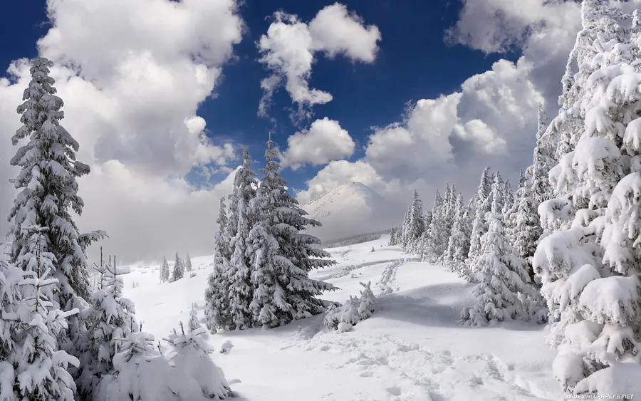 Beautiful Winter