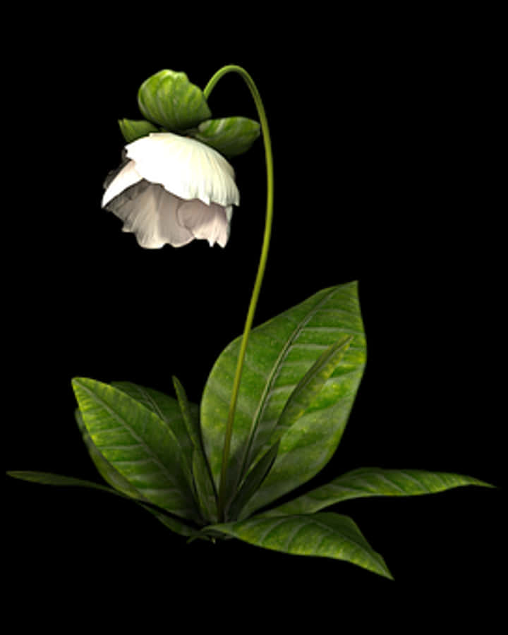 Elegant White Flower Against Black Background