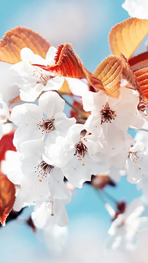 Cute Spring Iphone