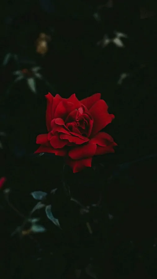 Cool Rose