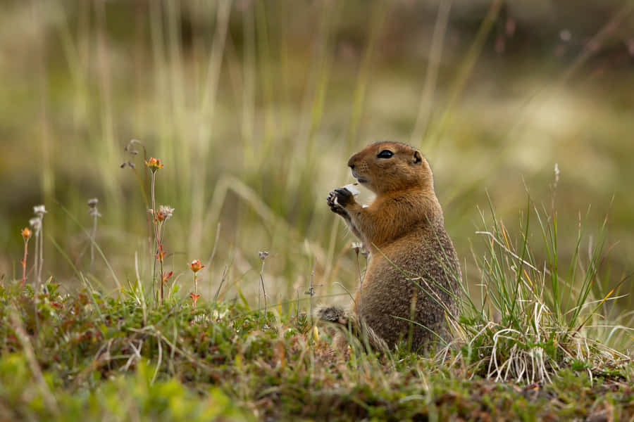 Gopher in natürlichem Lebensraum