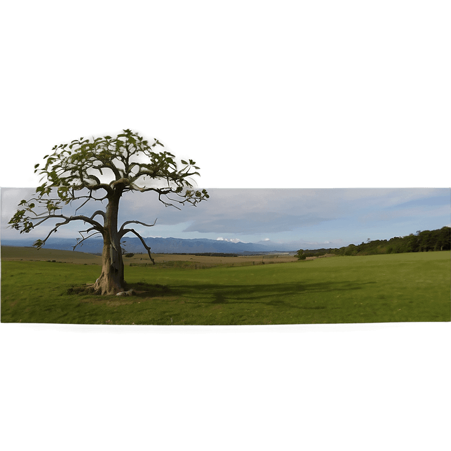 Lone Tree Hilltop Panorama PNG 06242024