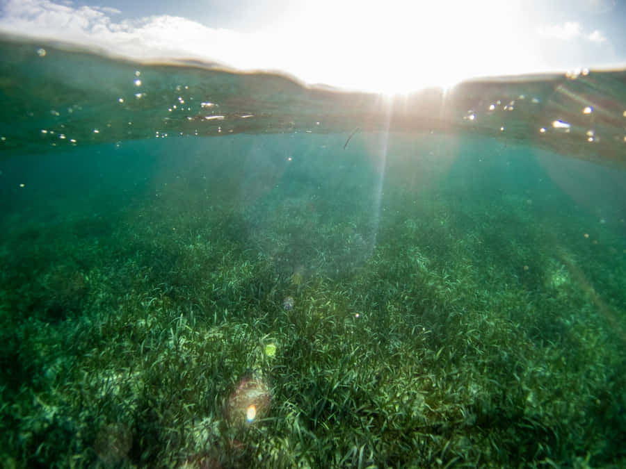 Unterwasser Seegrasbett Sonnenlicht