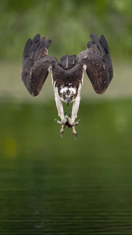 Osprey in Volo con Prey