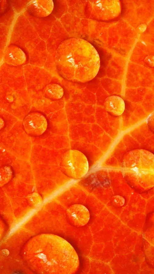 Cute Orange