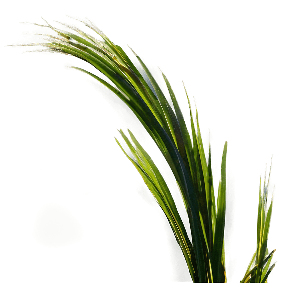 Tall Grass at Dawn PNG lpx