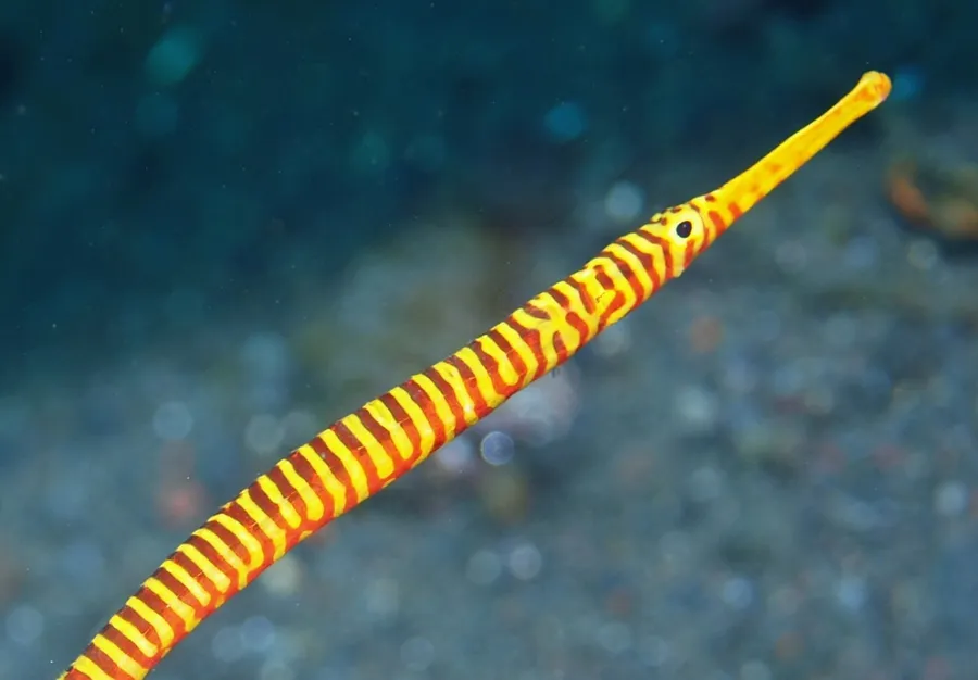 Vibrant Patterned Pipefish