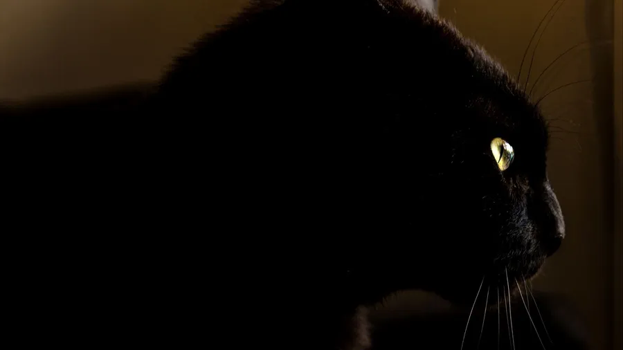 Dark Animals