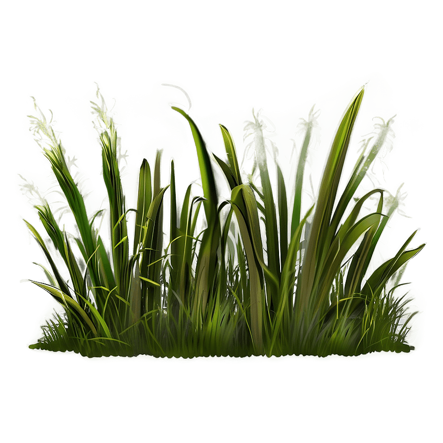 Tall Grass Illustration PNG 22