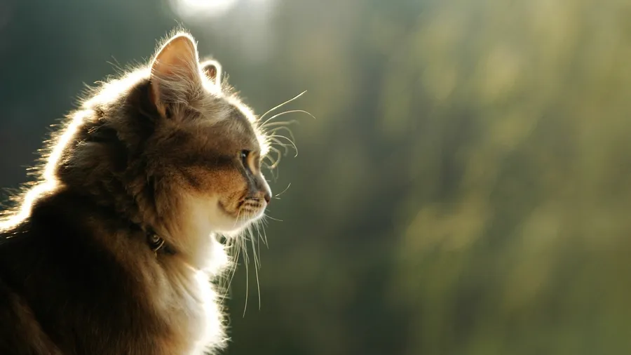 Cat Background