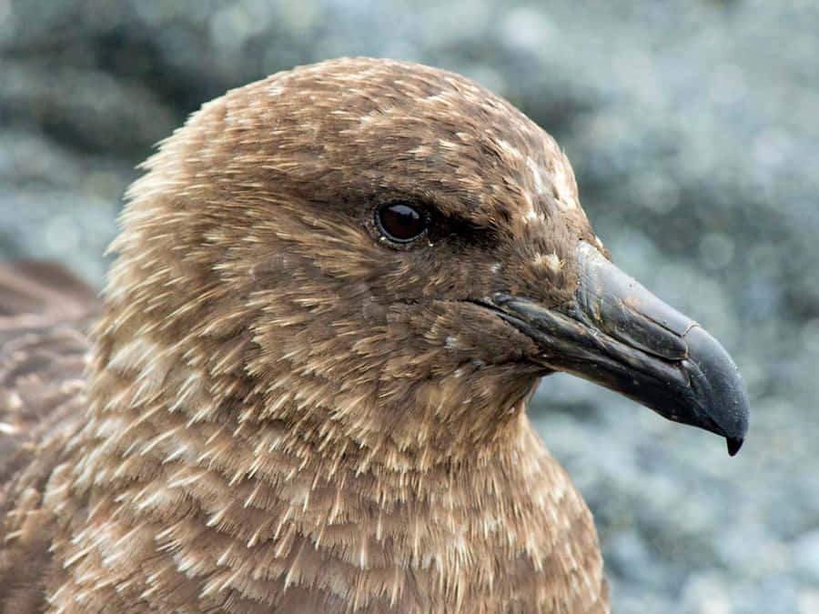 Brauner Skua Nahaufnahme Porträt
