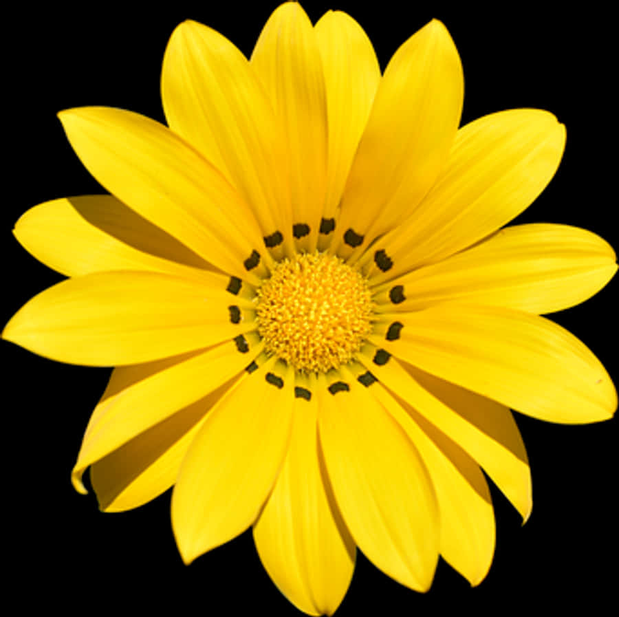 Vibrant Yellow Flower Black Background