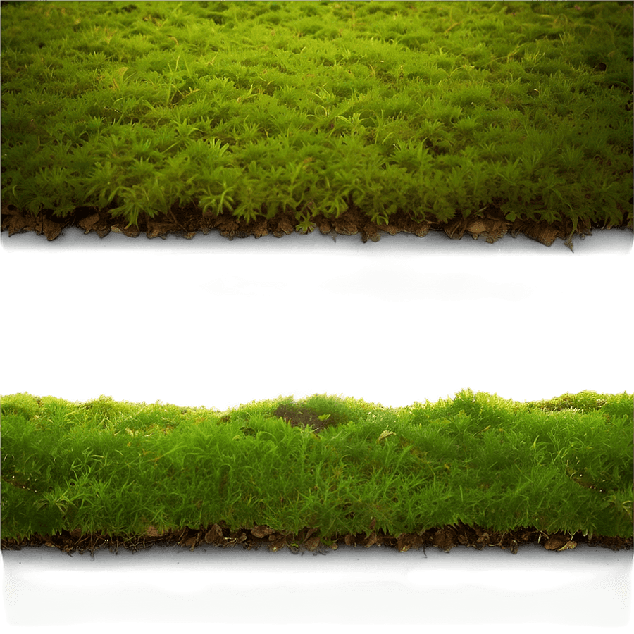 Moss Underfoot PNG vpg