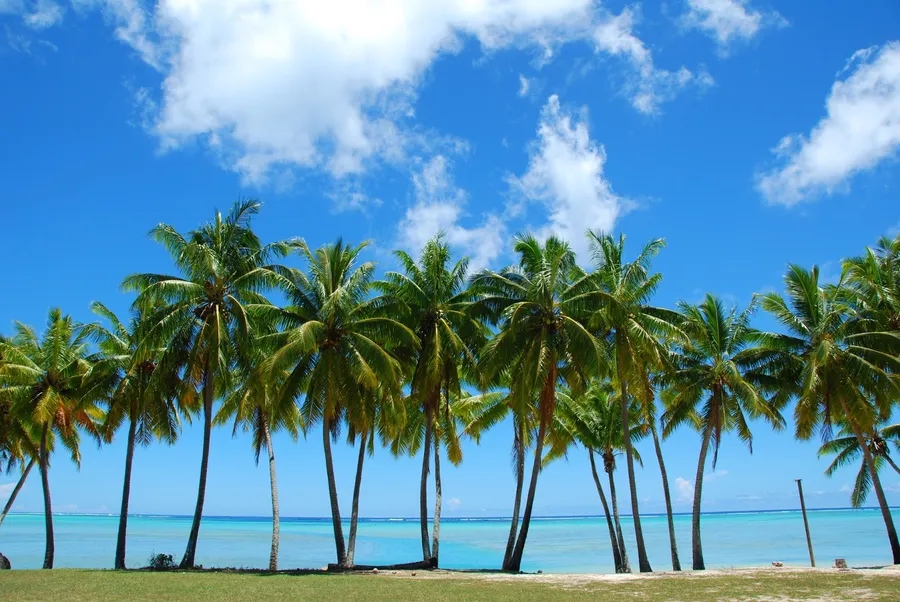 Palm Tree Background