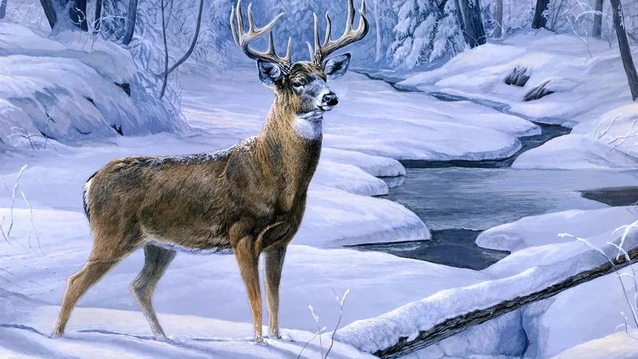 Cool Deer