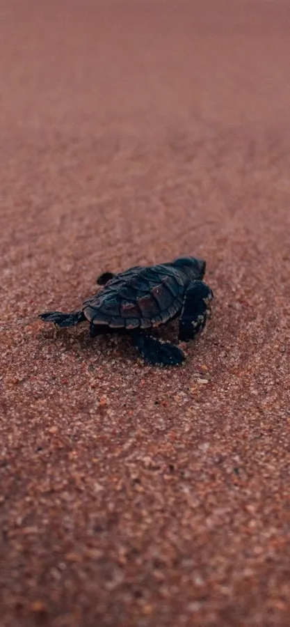 Turtle Iphone Hd