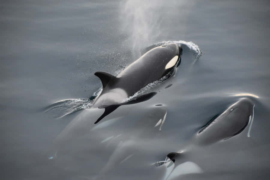 Orca Pod Overflade