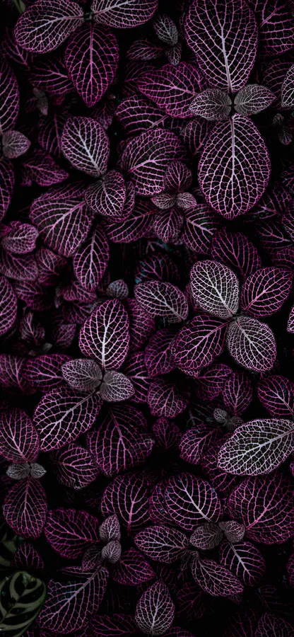 Plants Iphone