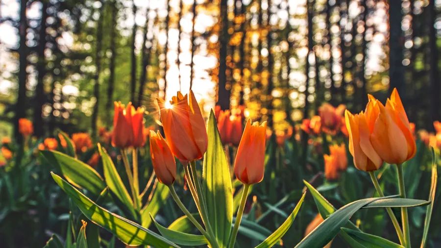 Tulip background