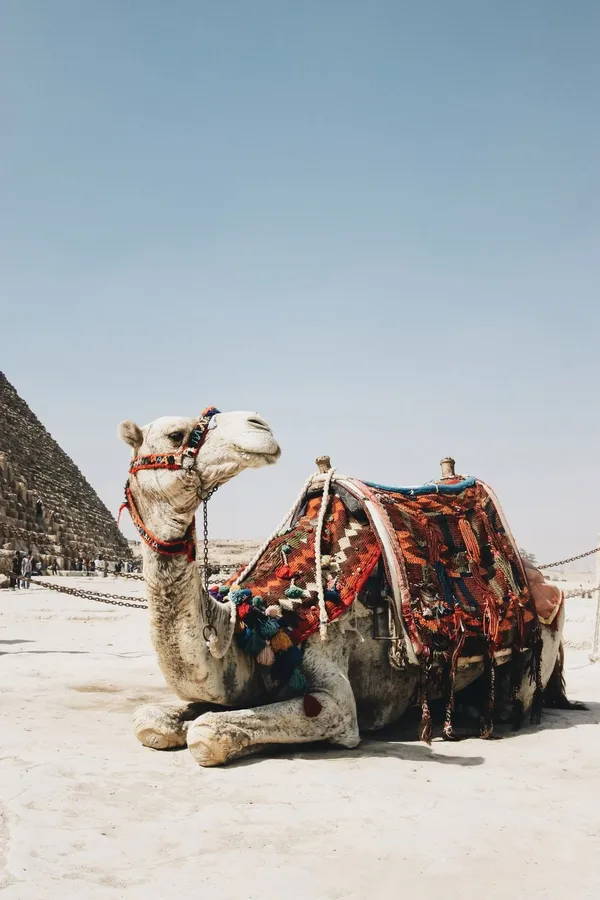 Camel background