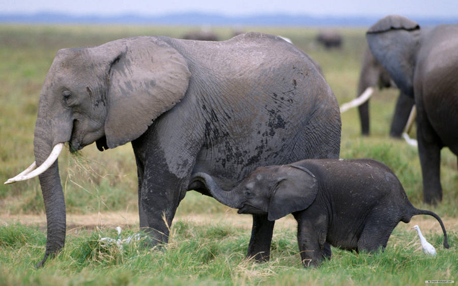 Ibu Gajah Afrika dengan Anak Gajahnya