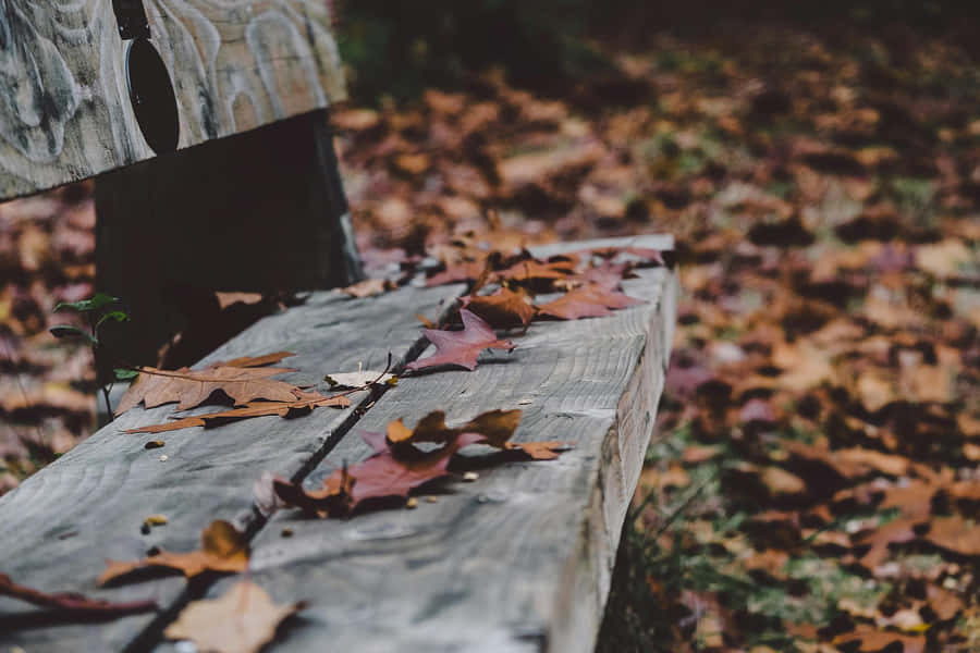 Herbstlaub auf Holzbank