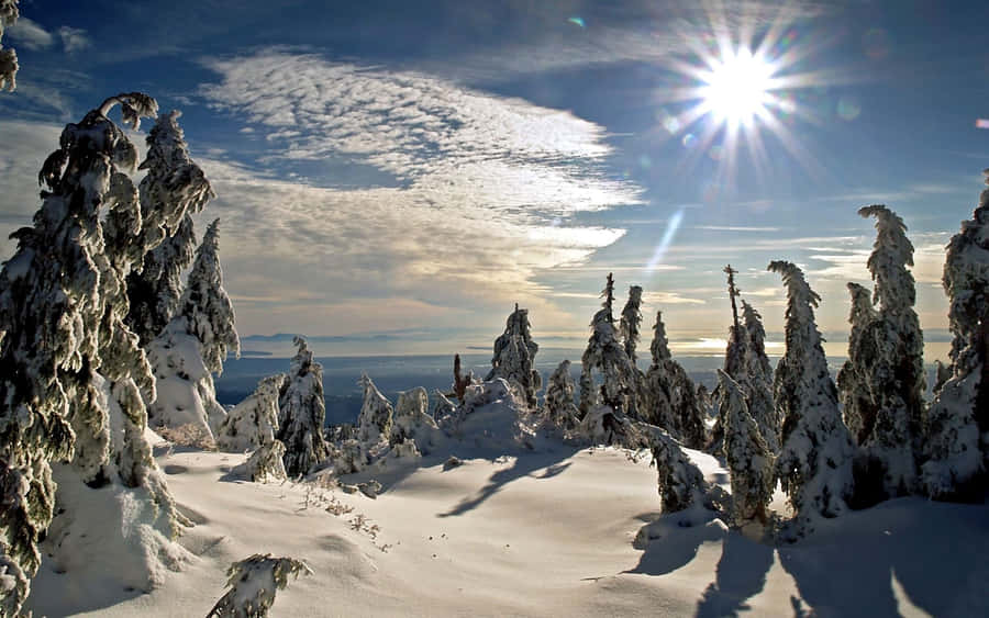 WinterZoom Hintergrund Sonnenlicht über schneebedecktem Land