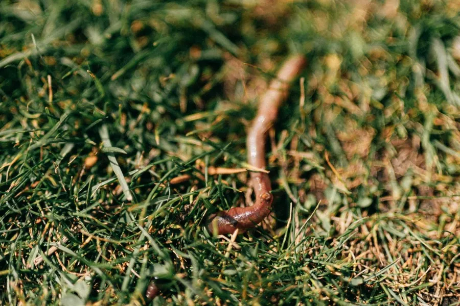 Earthwormon Grass