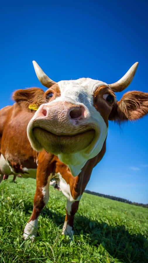 Sapi Iphone Wallpaper