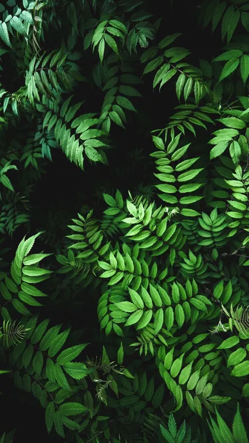 Ruscus Leaf In Dark wallpaper.