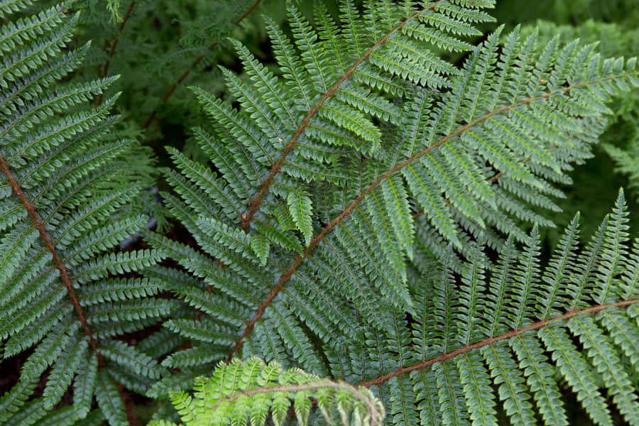 GrünerFarn  2048 x 1365 Hintergrundbild