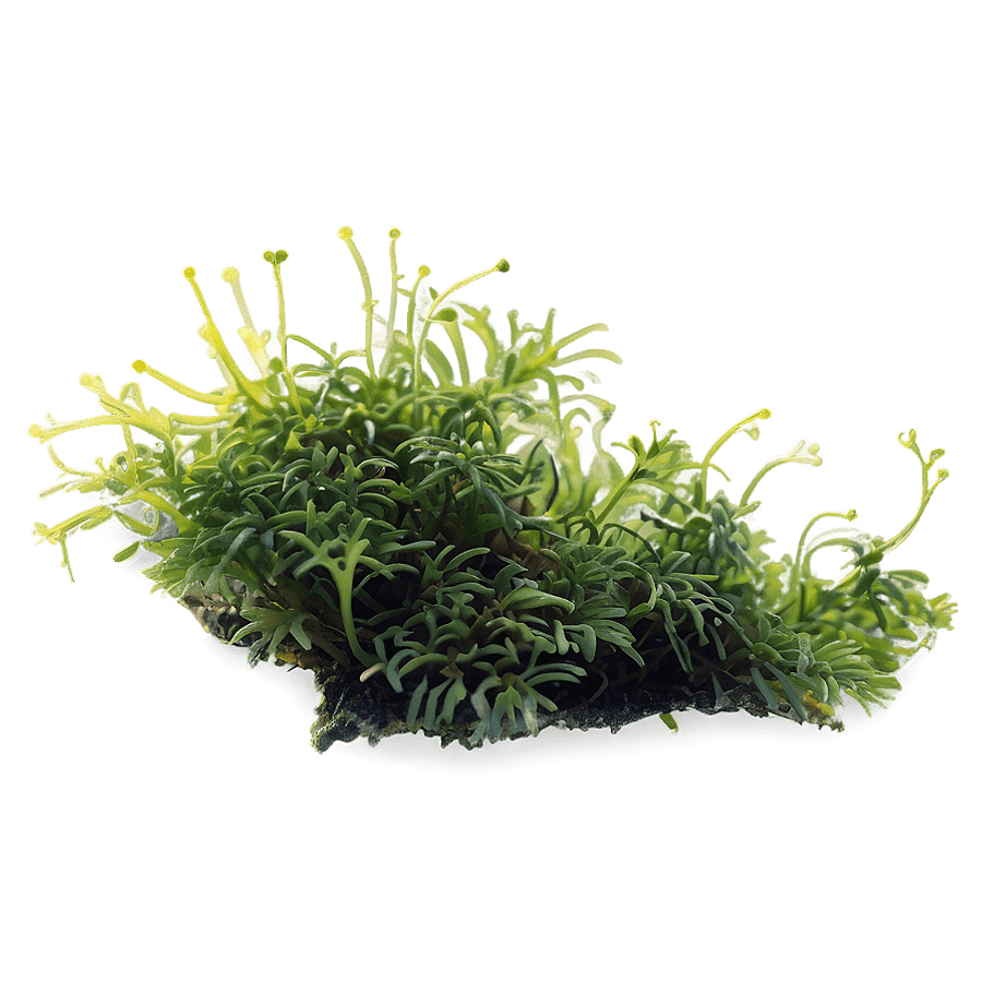 Delicate Moss Fronds PNG ear