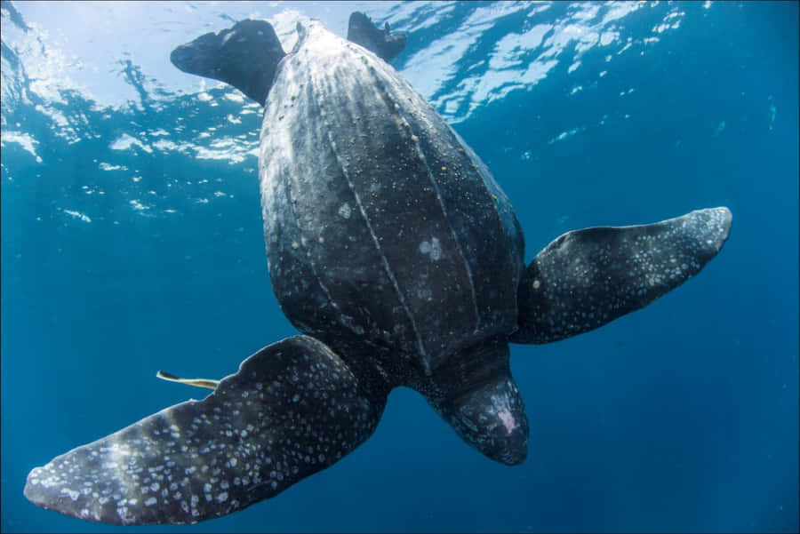 Læderskildpadde Under Vand
