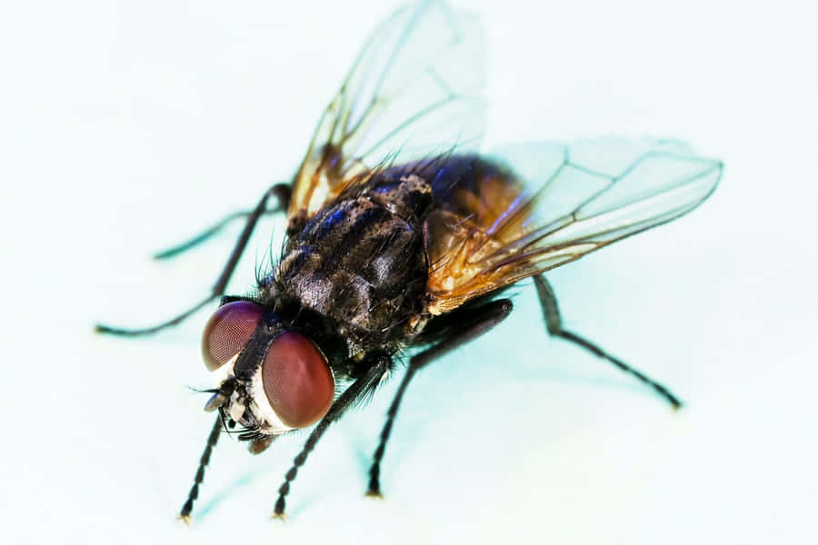 Close-up de Mosca Doméstica em Fundo Branco