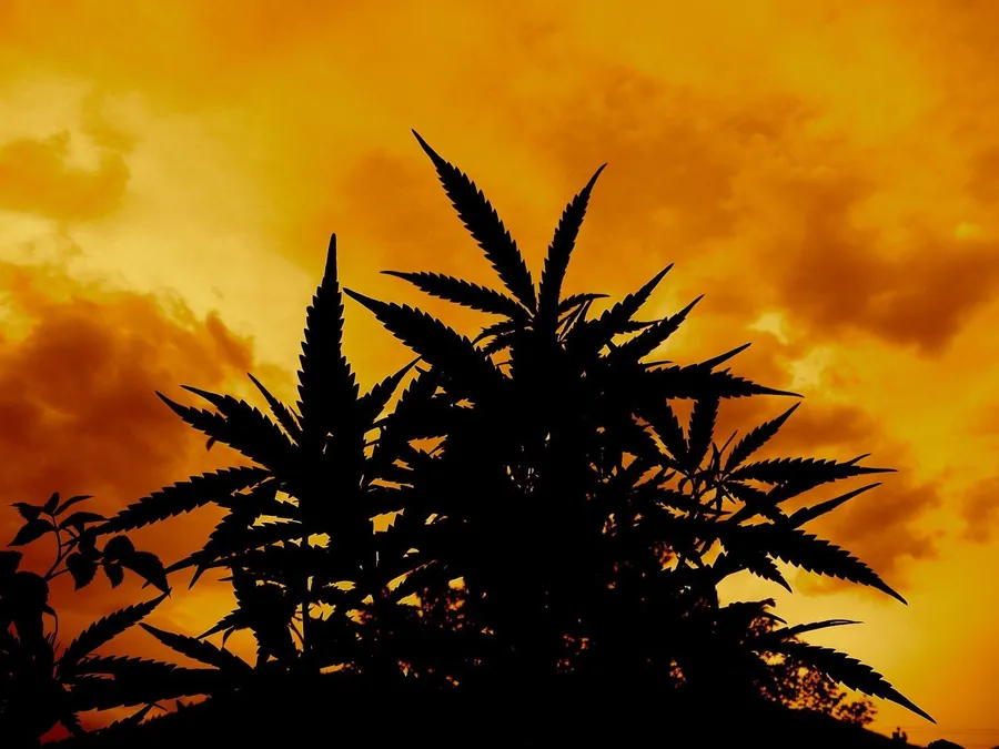 Ganja Pictures